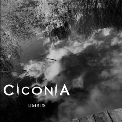 ciconia limbus